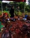 Makam Vanessa dan Bibi