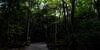 Aokigahara: Misteri 'Hutan Harakiri' di Jepang