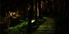 Taman `Firefly`, Rumah Bagi 10.000 Kunang-Kunang