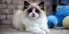 Kelakuannya Mirip Anjing, Ini 5 Cara Seru Main Bareng Kucing Ragdoll