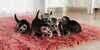 11 Arti Mimpi Kucing Melahirkan, Hewan Istimewa yang Jadi Simbol Keberuntungan