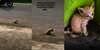 Ditonton 9 Juta Kali, Anak Kucing Bermata Biru Jalan Sambil Menyeret Tubuh, Videonya Bikin Netizen Menangis
