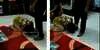 Istri Ketahuan Selingkuh Saat Suami Sholat Tarawih, Video Sujud Minta Ampun Dikecam Warganet