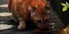 Viral Kucing Oren Jadi Wisata Baru di Jalan Sudirman Jakarta