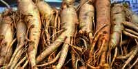Indo Ginseng: `Ramuan Ajaib` Sejuta Manfaat