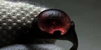 Misteri di Balik Cincin Viking Berlafal Allah