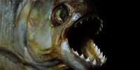 Benarkah Piranha Habisi Mangsanya Hingga Tulang-belulang?