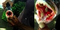 Geger Ikan di Papua Bergigi Seperti Manusia