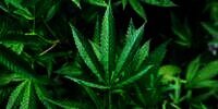 Ancaman Nyata Ganja Bagi Reproduksi Pria