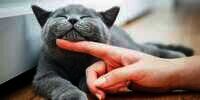 Kucing Hilang, Sayembara Rp14 Juta Buat yang Menemukan