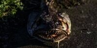 Warga Heboh Temukan Ikan Buas Berwajah Monster di Trotoar