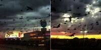 Ngeri, Serbuan Ratusan Ribu Burung Terbang di Atas Jalan Tol