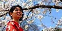 Keharuman Bunga Sakura di Pakaian Keluarga