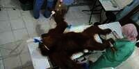 Kejam, Di Tubuh Orang Utan Ini Bersarang 74 Peluru Senapan Angin
