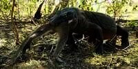 Heboh Detik-Detik Komodo Telan Monyet Secepat Kilat