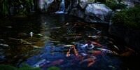 Buntut Listrik Padam, Dua Pemilik Ikan Koi Gugat PLN