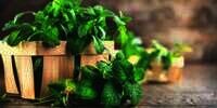 6 Manfaat Daun Mint bagi Kesehatan yang Wajib Kita Tahu