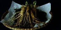 Asal Mula Ginseng, Berawal dari Obat Misterius