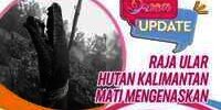 Raja Ular Kalimantan Mati Mengenaskan