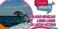 Serunya Berlayar Mengejar Lumba-lumba di Lautan Victoria
