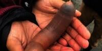 Geger Ribuan Ikan Penis Terdampar di Pantai Amerika