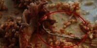 Pelanggan Restoran Temukan Pancing dalam Ikan, Nyaris Tertelan