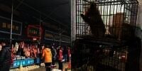 Sumber Awal Muncul Virus Corona, di Kota Ini Daging Hewan Apapun Dimakan