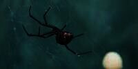 3 Bocah Nyaris Tewas Disengat Laba-Laba Gara-Gara Ingin Jadi Spider-Man