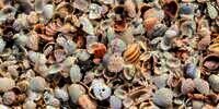 Banyak yang Emosi, Kamu Bisa Temukan Bintang Laut di Antara Kerang-Kerang Ini?