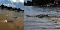 Heboh Binatang Langka Muncul di Sungai Mahakam, Petanda Apa?