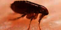 Pandemi Covid-19 Belum Usai, Muncul Virus Tick-Borne di China