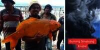 Viral Ikan Mas Raksasa Danau Toba Ditangkap, Terkait Erupsi Sinabung?