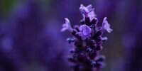 6 Tips Merawat Tanaman Hias Lavender Lokal