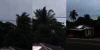 Tak Ada Angin Kencang, Pohon Kelapa Goyang Sendiri di Siang Bolong