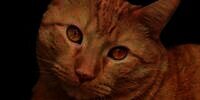 Beli Kucing Online, yang Datang Malah Harimau Sumatera