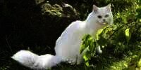 5 Jenis Kucing Peliharaan, Lucu dan Bersahabat