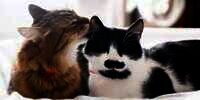Tips dan Trik Membersihkan Telinga Kucing, Waspada sama Earmites