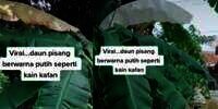 Fenomena Daun Pisang Putih Seperti Kafan, Pertanda Apa?