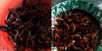 Geger! Puluhan Ekor Ikan Cupang Jadi Rempeyek, Netizen Auto-Nangis