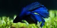 Demi Hobi, Pria Rela Tukar Emas dengan Ikan Cupang