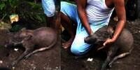 Viral Cerita Babi Diyakini Ngepet Digebuki Warga, Konon Jelmaan Gadis 18 Tahun