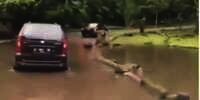 Ini Dia Pelempar Sampah Plastik ke Mulut Kuda Nil Taman Safari yang Viral