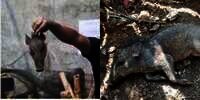 Babi 'Ngepet' di Depok Kepala-Badan Dikubur Terpisah, Alasannya Bikin Merinding