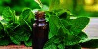 Manfaat Peppermint untuk Kesehatan Tubuh, Kulit dan Rambut