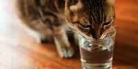 Bukan dari Mangkuknya, Ini Alasan Kucing Memilih Minum dari Gelasmu