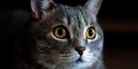 Anak Baru Tanya Izin Bawa Kucing ke Kosan, Ibu Kos: `Jangan, Lebih Baik Pacar`