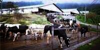 Rahasia di Balik Kelezatan Susu Pasteurisasi