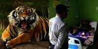 Cerita Pria di Riau Lolos dari Serangan Harimau dengan Azan dan Istighfar