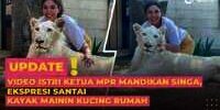 Video Istri Ketua MPR Mandikan Singa, Ekspresinya Santuy!