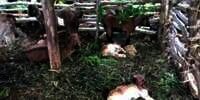 Kata Lurah di Gunungkidul Soal Kematian Belasan Ternak Secara Misterius